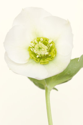 Helleborus