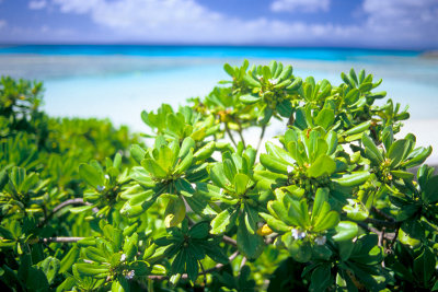 green at the beach side