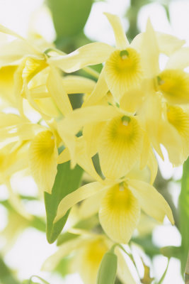 Dendrobium Santana Canary