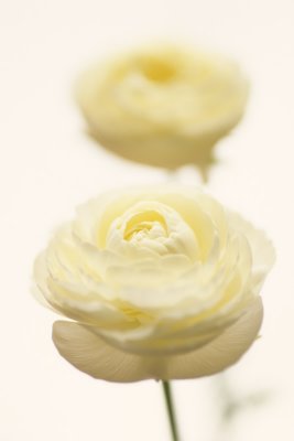 Ranunculus