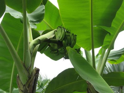 Bananowiec