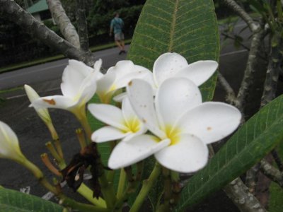 Plumeria-symbol Hawajw