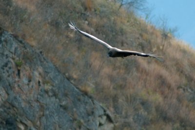 Condor #4.