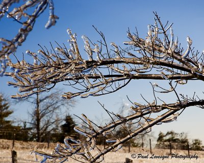 DSC_0032AE.jpg