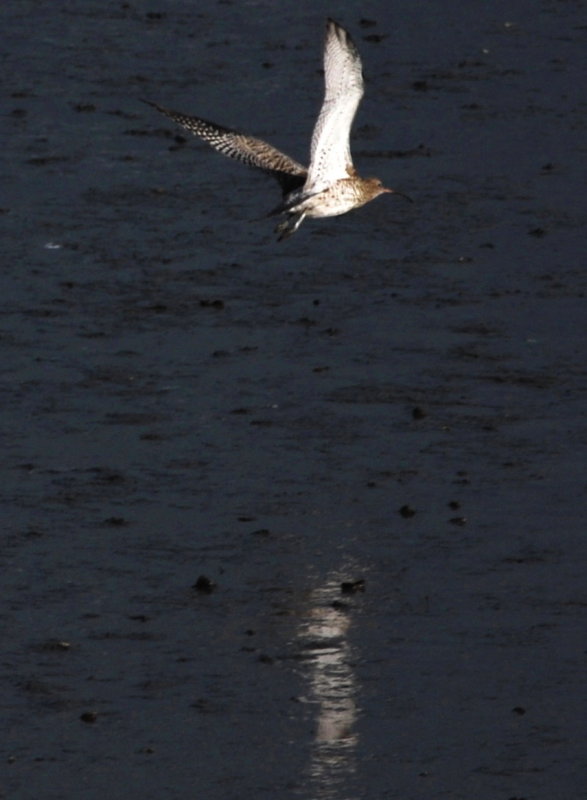 Curlew