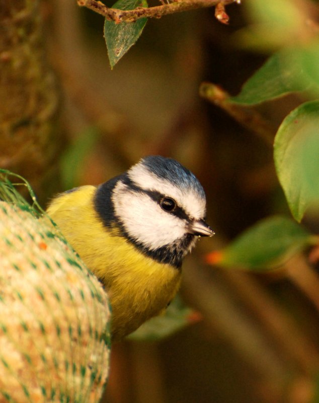 The smallest visitor