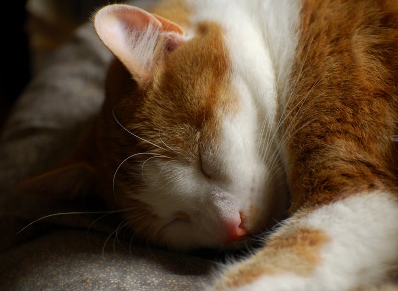Lazy Sunday