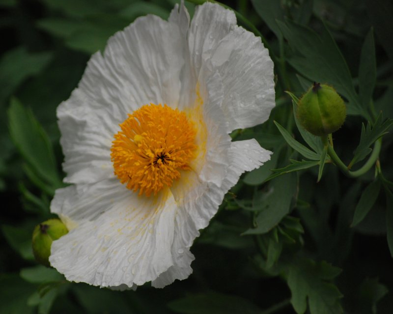 Romney Coulteri