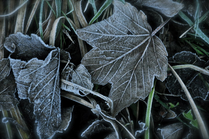 A Touch of Frost