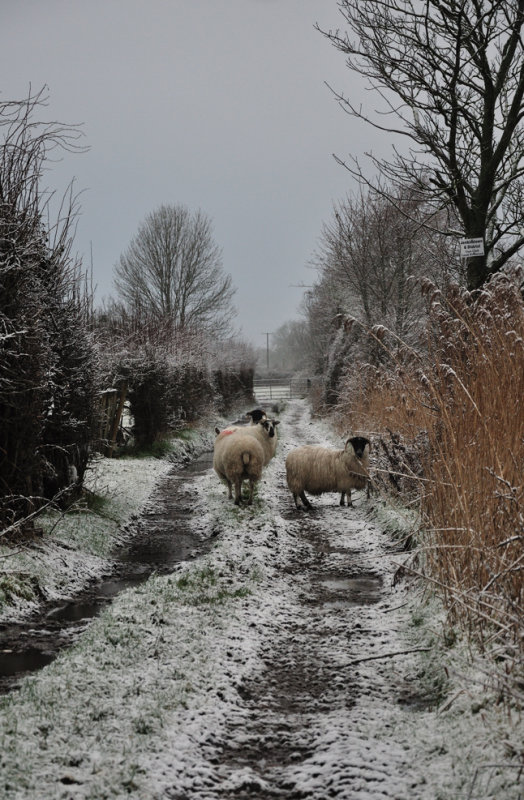 A Slight Touch of Snow