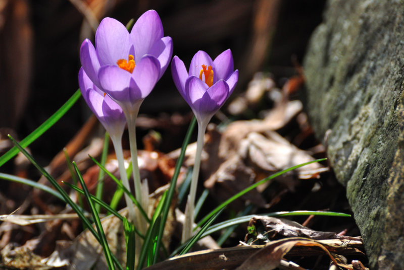 The colour purple