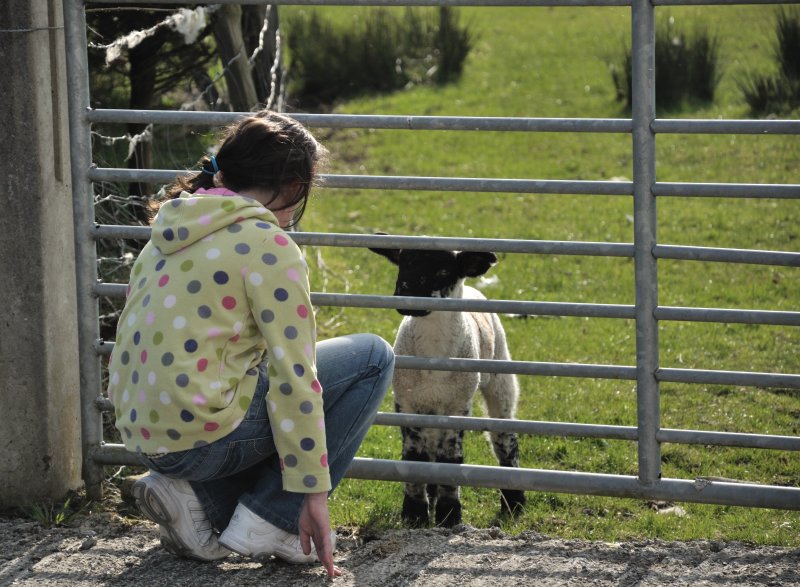 Pet Lamb