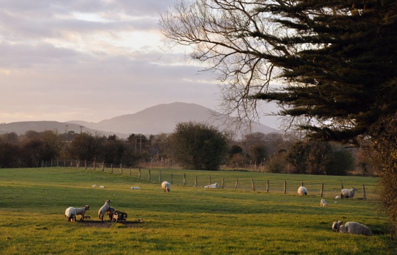 Spring Evening