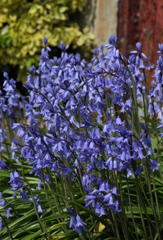 Bluebells in May