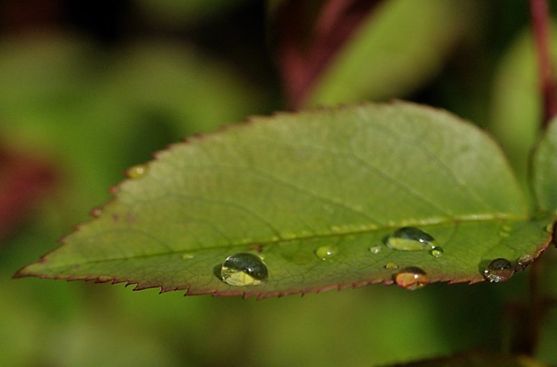 Sunshine and raindrops