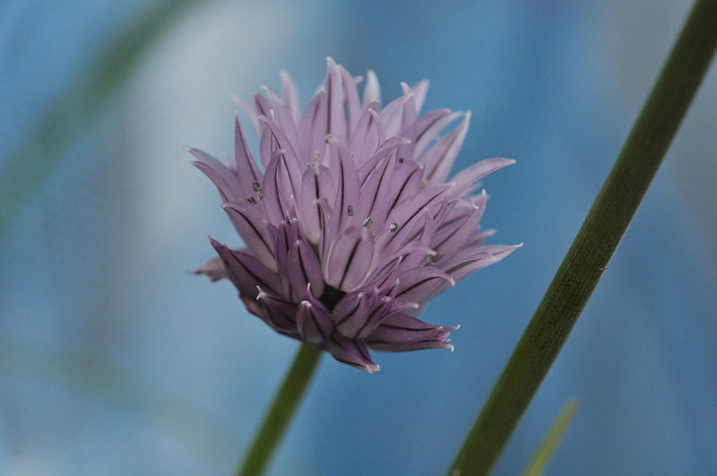 Flower Power