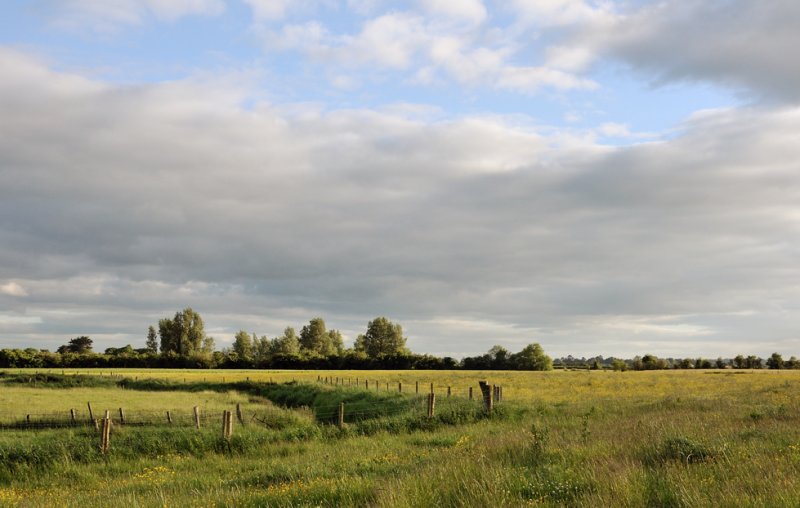 Fields of Gold