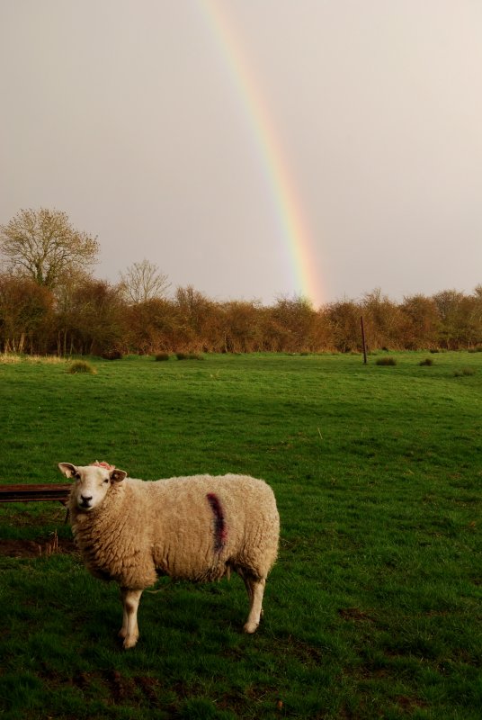 Sheep at the end of the rainbow