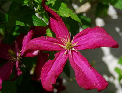 Pink Clematis