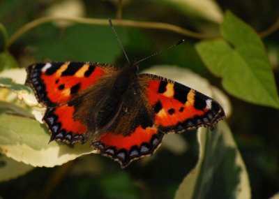 Flutter by butterfly