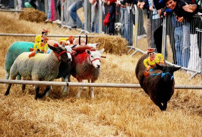 Sheep Racing