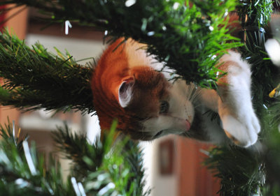 And a cat in the Christmas tree.