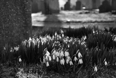 Snowdrops