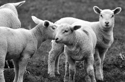 Lambs
