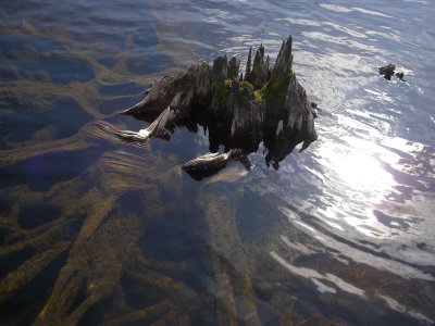 Submerged tree