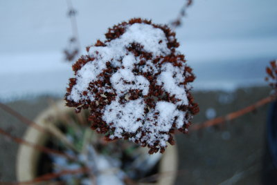 Snow