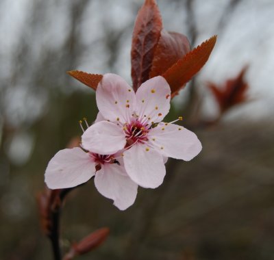 First Blossoms