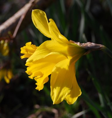 Golden Trumpet