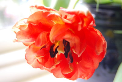 Red tulips