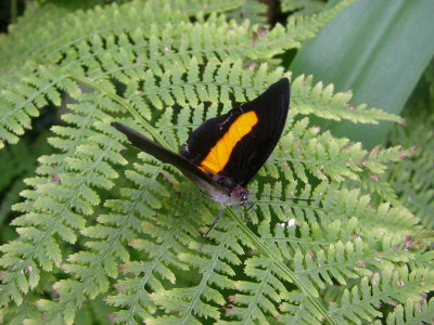 Black and Orange, Seaforde Butterfly Farm