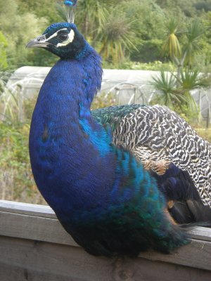 Peacock, Seaforde