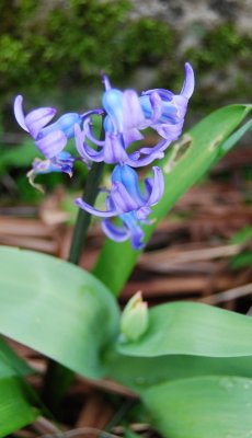 Blue Hyacinth