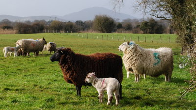 Spring lambs