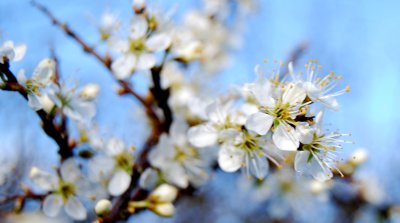 Blurry Blossoms.