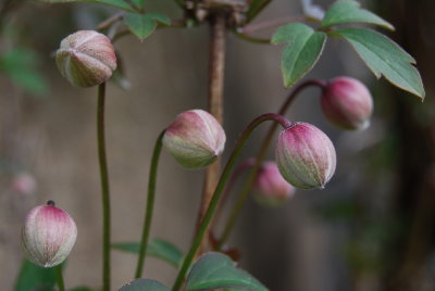 Clematis buds