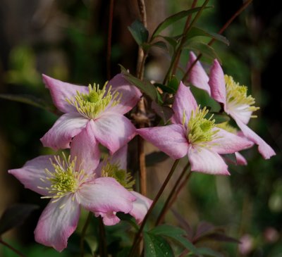 Clematis in bloom