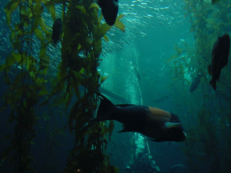 kelp forest