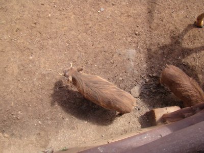 warthogs at the Giraffe Center