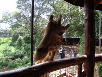 Rothschild Giraffe at the Giraffe Center