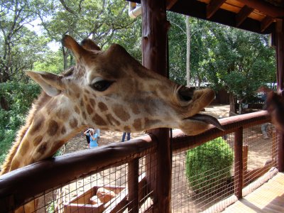 Rothschild Giraffe at the Giraffe Center