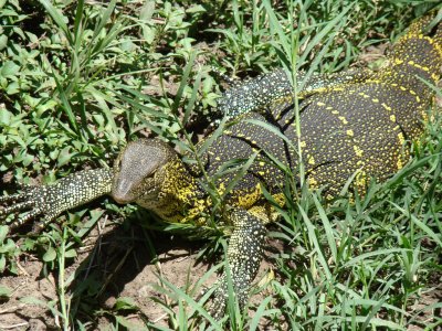 Nile monitor