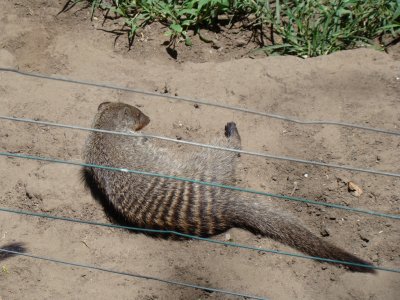 banded mongoose