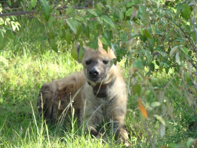 spotted hyena with radio collar (game drive #3)
