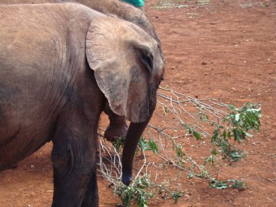 baby elephant with a twig