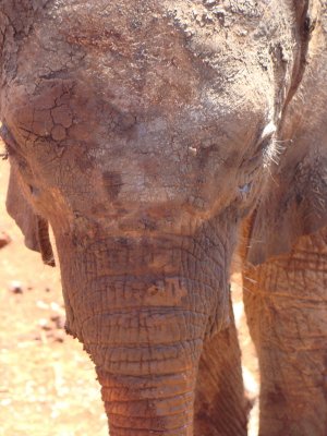 wee baby elephant