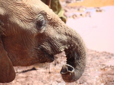 baby elephant